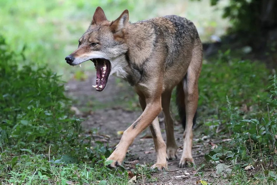 ألمانيا: هجوم ذئاب يودي بحياة أول مولود جاموس مائي في ولاية ساكسونيا