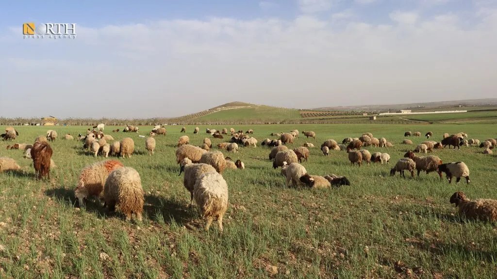 جفاف وأزمة أعلاف يهددان الثروة الحيوانية في كوباني: مربّون يكابدون الخسائر
