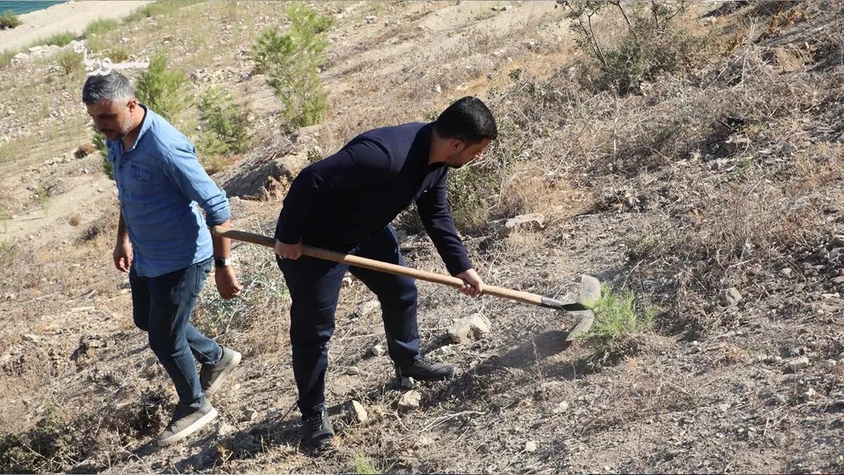 حملة واسعة في عفرين لزراعة 30 ألف شجرة بهدف إحياء حرش ميدانكي