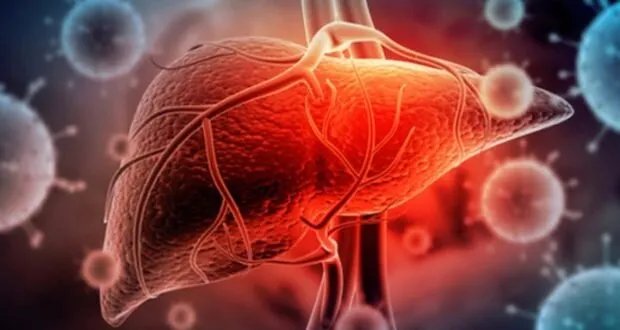 اكتشاف علمي ياباني واعد: "عضيات الكبد" تقود ثورة في علاج أمراض الكبد وتجديده