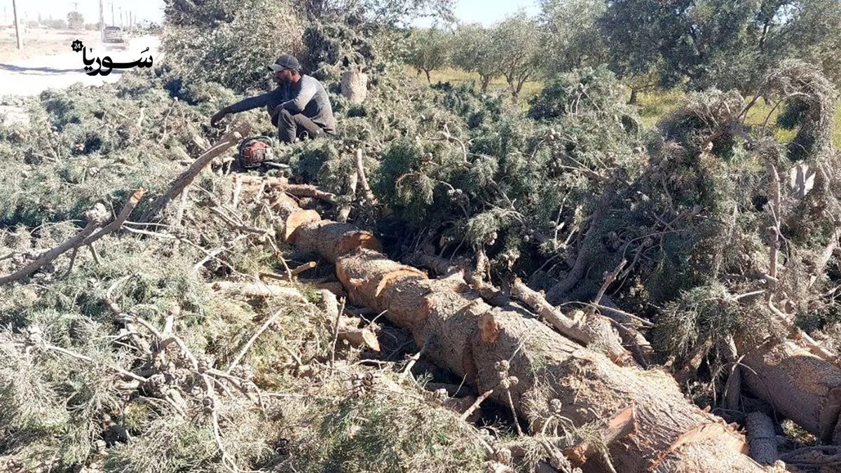 الرقة: أزمة قطع الأشجار بين ضرورات المعيشة ومخاطر التدهور البيئي