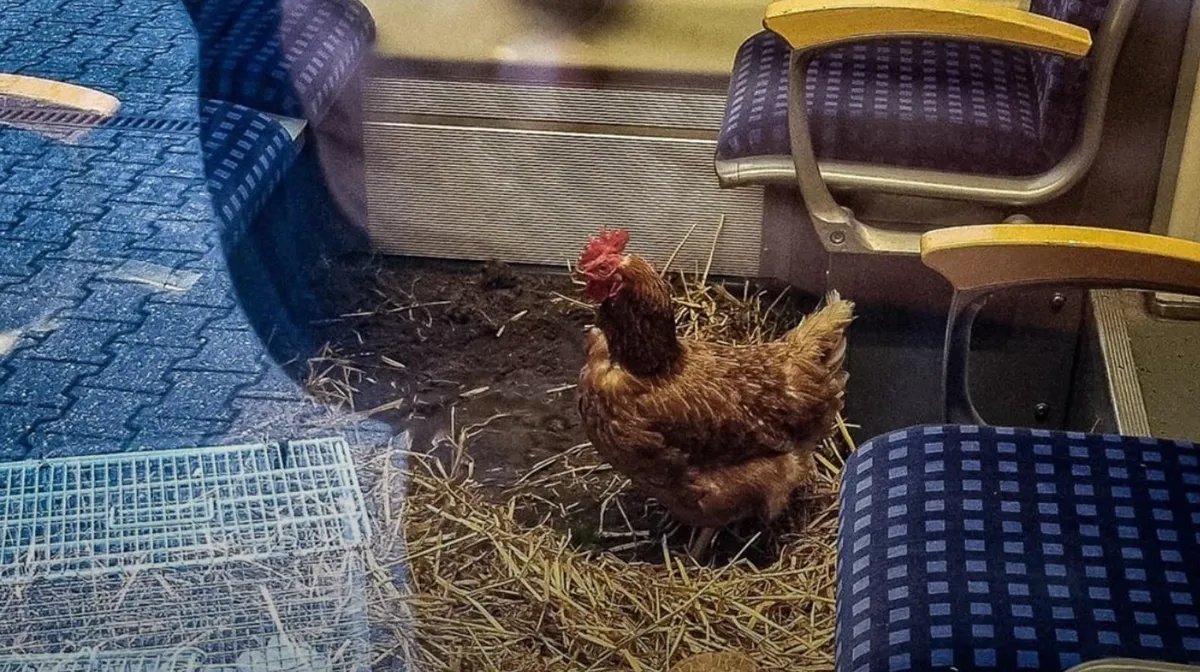 أغرب حادثة في ألمانيا: دجاجات من الدرجة الأولى تعطل قطار ركاب وتثير السخرية!