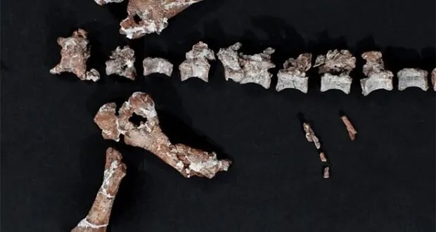 اكتشاف مذهل في الأرجنتين: بقايا أقدم ديناصور في العالم تكشف أسرار العصر الترياسي