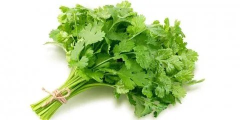 الكزبرة: فوائد صحية وغذائية متعددة لدعم القلب ومكافحة القلق وتعزيز صحة البشرة