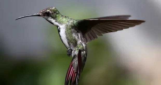 تقرير صادم: القائمة الحمراء للاتحاد الدولي لحماية الطبيعة تكشف تدهور أعداد الطيور والفقمات المهددة بالانقراض