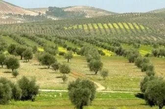 تراجع حاد في إنتاج الزيتون بسوريا: تقديرات بـ 412 ألف طن للموسم الحالي