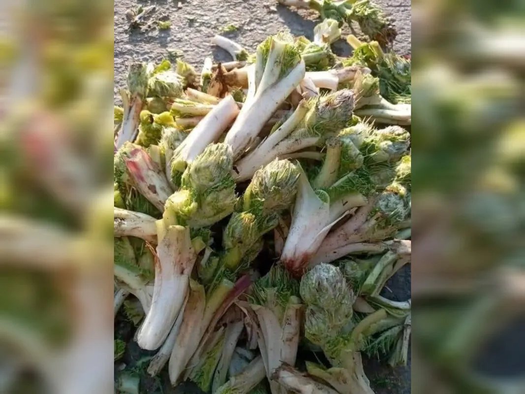 العكوب: كنز الجولان الغذائي.. فوائد جمة وسعر مرتفع