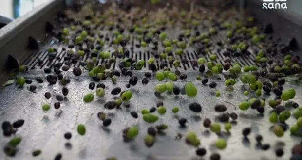 تراجع حاد في إنتاج الزيتون في طرطوس إلى 25 ألف طن بسبب الجفاف وارتفاع الحرارة