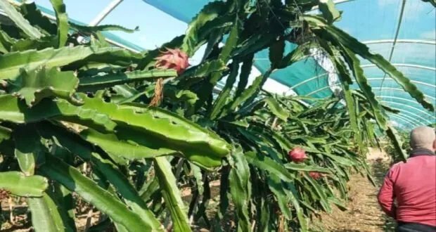 فاكهة التنين: محصول استوائي واعد يزدهر في الساحل السوري ويحقق أرباحاً للمزارعين