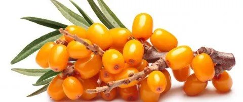 اكتشف قوة نبق البحر: الفاكهة الخارقة لتعزيز الصحة والمناعة