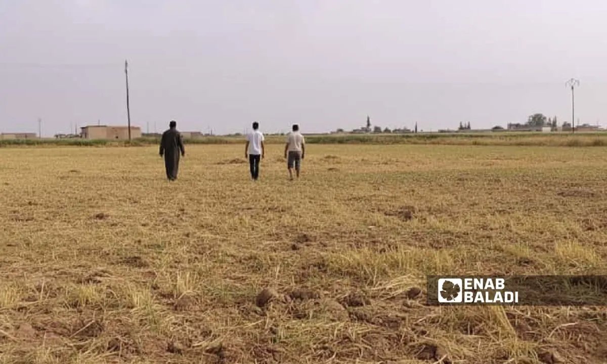 أزمة الديون تدفع مزارعي رأس العين وتل أبيض للتخلي عن أراضيهم الزراعية