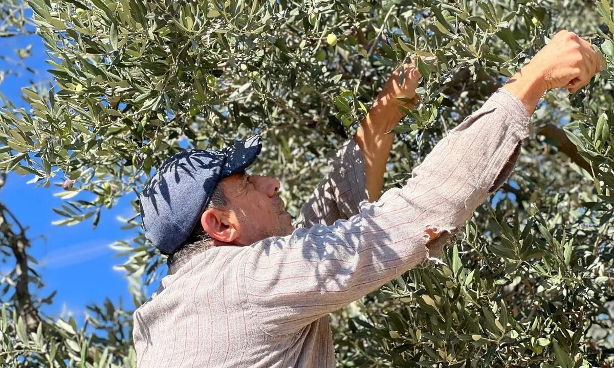 زيت "الخريج": إرث الساحل السوري بنكهة الماضي وتقنيات تقليدية