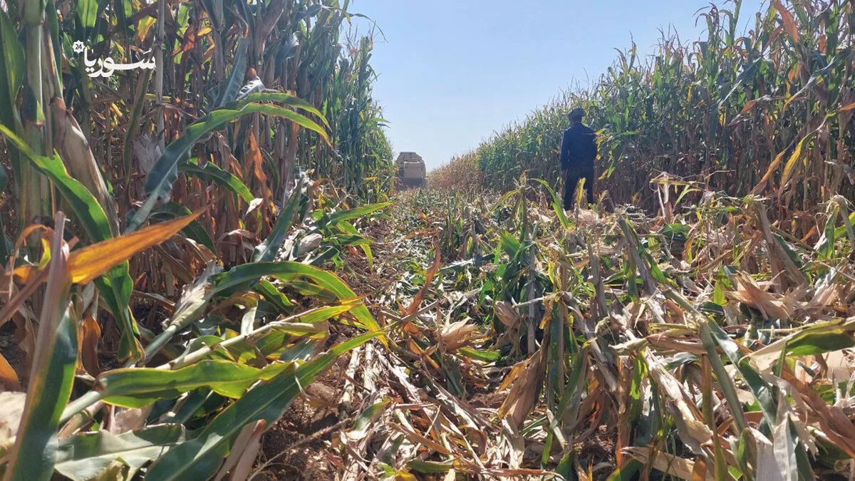 مزارعو الرقة يئنون: خسائر فادحة بسبب إغلاق المعابر وتراجع أسعار الذرة الصفراء