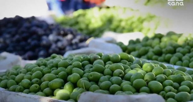 الزراعة السورية تحدد مواعيد بدء قطاف الزيتون في المحافظات لموسم 2025
