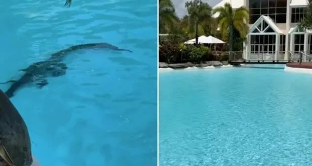 اكتشاف تمساح صغير في مسبح فندق فاخر بـ"بورت دوغلاس" الأسترالية يثير الذعر