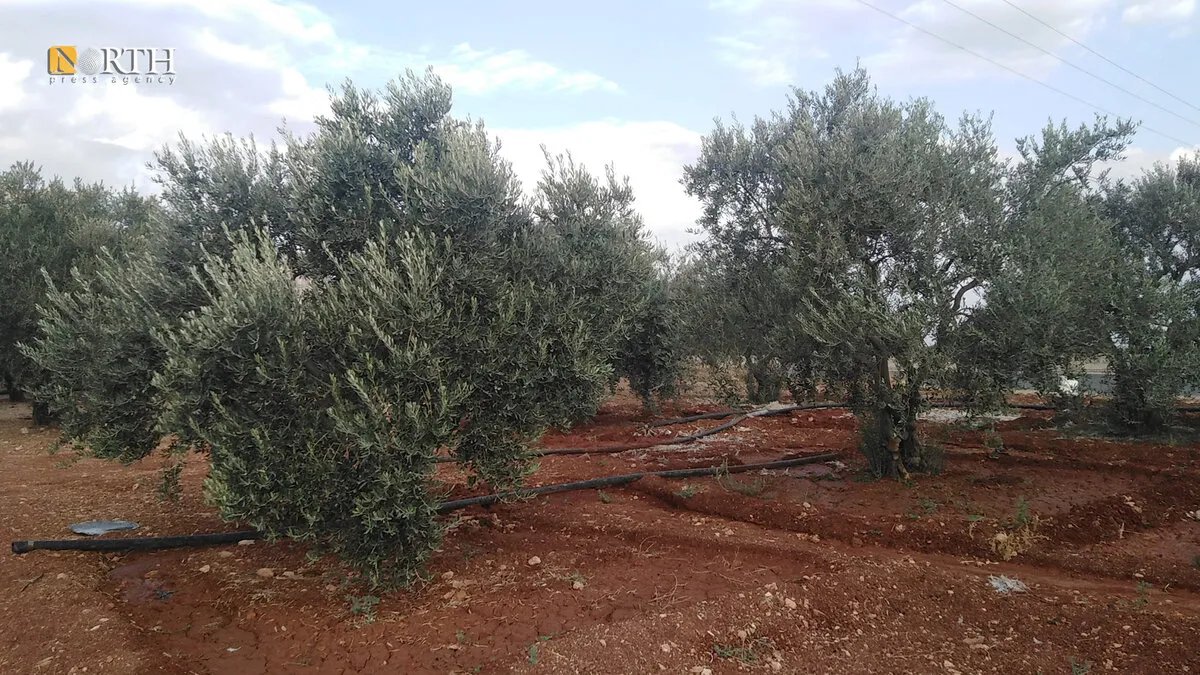 مأساة في ريف إدلب: إصابة أربعة عمال قطف زيتون بانفجار لغم أرضي وبتر ساق امرأة