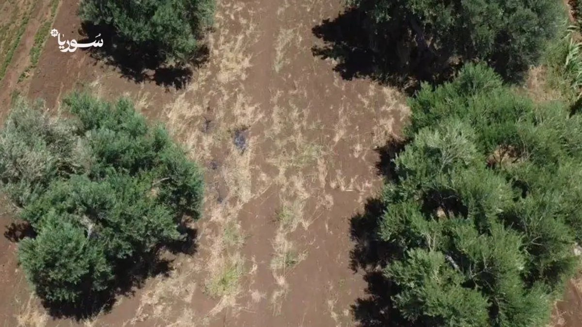 الجفاف والحرائق يقلصان إنتاج الزيتون في سهل الغاب بنسبة حادة