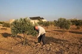 شبكة الآغا خان تستثمر 4.5 مليون دولار في مشاريع التنمية الريفية بسوريا: دعم للزراعة والثروة الحيوانية