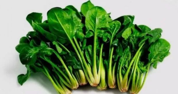السبانخ: قوة الطبيعة الخضراء لصحة أفضل وحماية من الأمراض