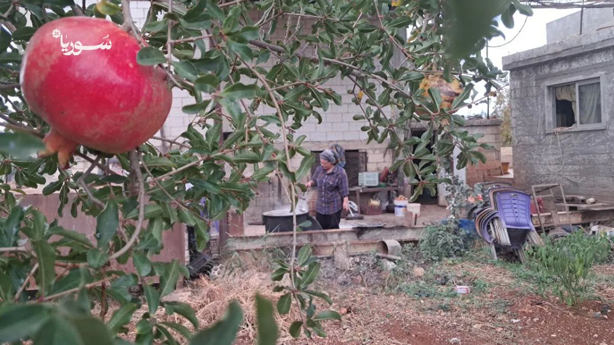 تراجع إنتاج دبس الرمان في سهل الغاب يهدد مصدر رزق الأهالي