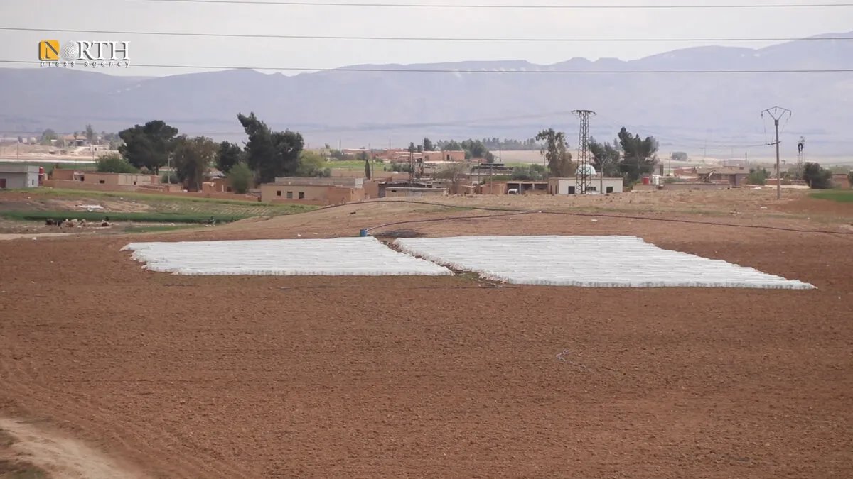 الجفاف يضرب الحسكة: مزارعون يلجأون للمحاصيل الصيفية لتعويض خسائر القمح