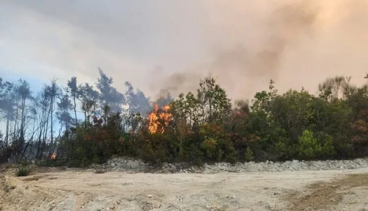 طرطوس تواجه يومًا صعبًا: ثلاثة حرائق تلتهم الأراضي الزراعية والأحراج