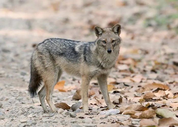 تحذيرات في لبنان: فيروس قاتل يهدد حيوانات ابن آوى والتوازن البيئي