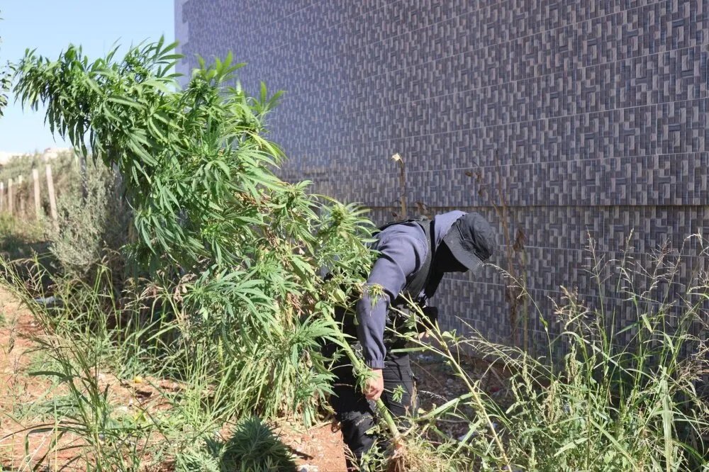 درعا: القبض على متورط في زراعة القنب المخدر وضبط مزروعاته