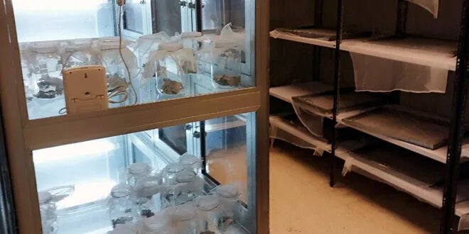 ثورة في مكافحة الفطريات: مبيدات الترايكوديرما الحيوية من معمل حماة تقلل الاعتماد على الكيماويات وتحسن جودة المحاصيل