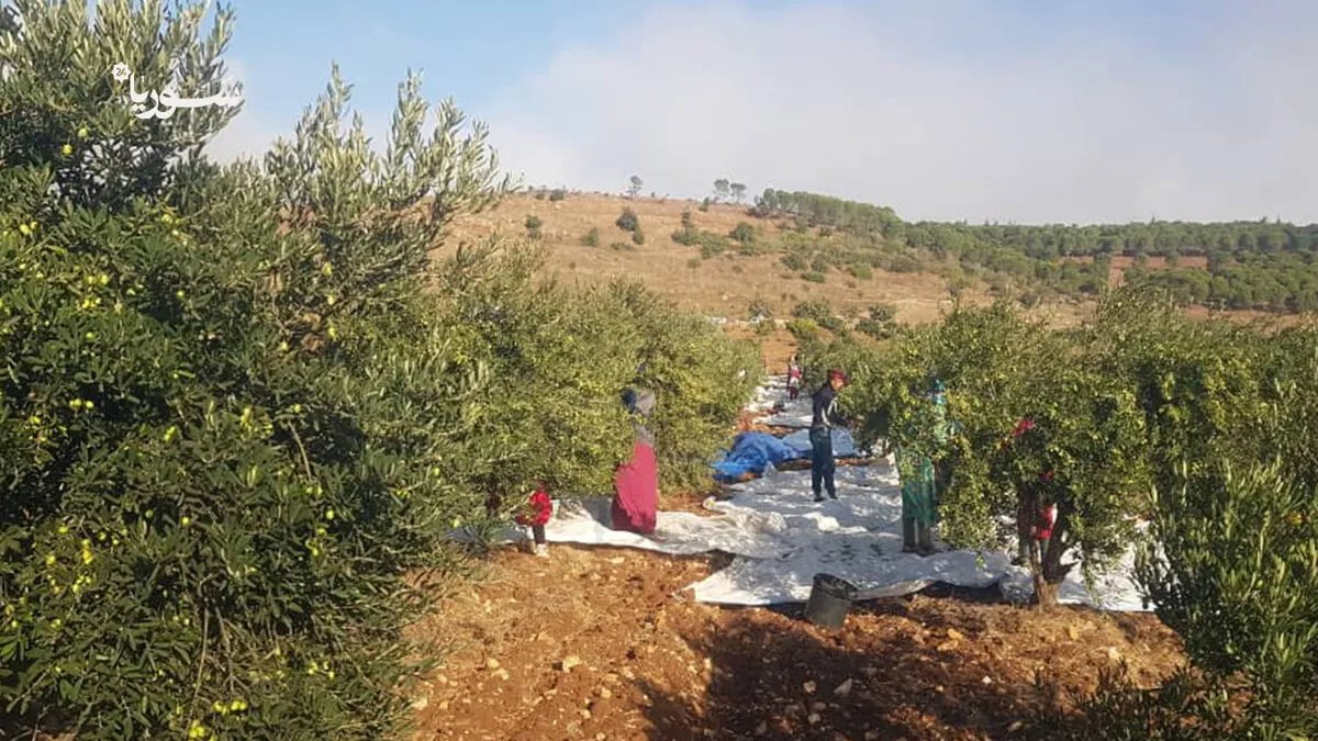 مزارعو القنيطرة يواجهون تحديات جمة: ارتفاع التكاليف والتوغلات الإسرائيلية تهدد موسم الزيتون