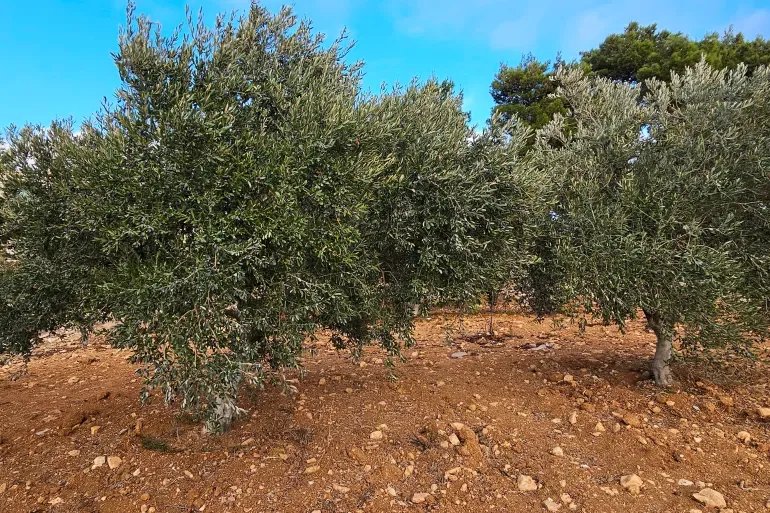 سوريا: ارتفاع قياسي في أسعار الزيتون مع تراجع الإنتاج.. ما الأسباب الجذرية؟