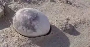 اكتشاف نادر: بيضة ديناصور عمرها 70 مليون عام محفوظة بشكل ممتاز في الأرجنتين