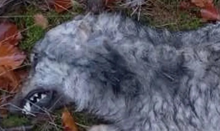 غموض في بافاريا: العثور على جثة ذئب صغير مقتولاً بالرصاص في غابة