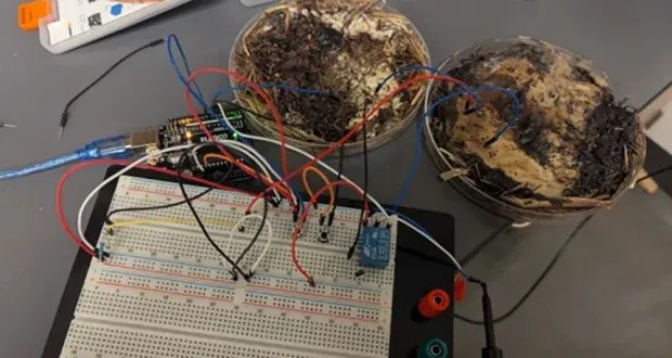 دراسة تكشف: فطر شيتاكيه يفتح آفاقًا جديدة في عالم الحوسبة الحيوية