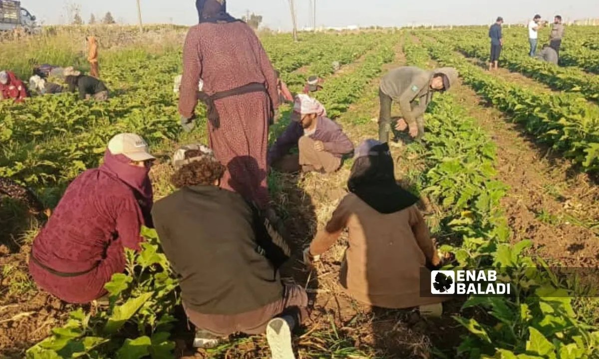 غضب في درعا: فلسطينيون يعترضون على رفع إيجار الأراضي الوقفية في جلين