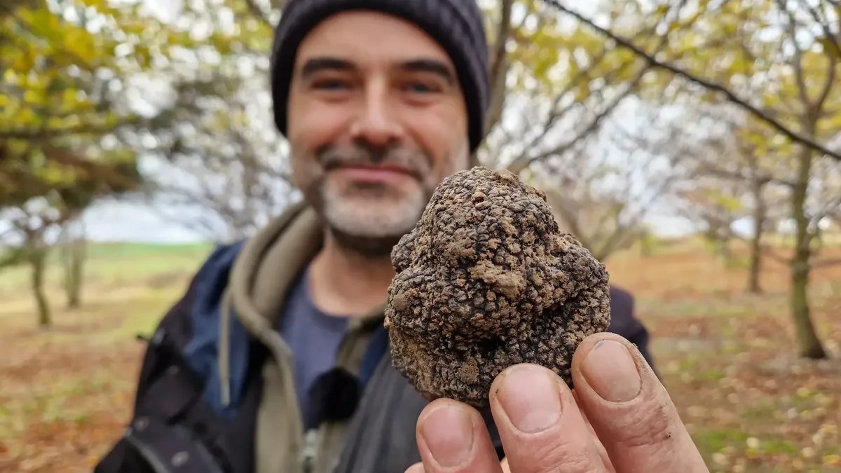 من أعماق الأرض إلى موائد الأثرياء: مزارعون ألمان يسعون لإنتاج الكمأة الفاخرة محلياً