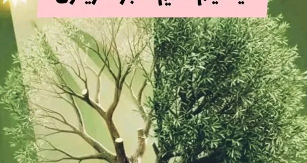 دليل شامل لتقليم أشجار الزيتون: زيادة الإنتاج وتحسين الجودة والحفاظ على الصحة