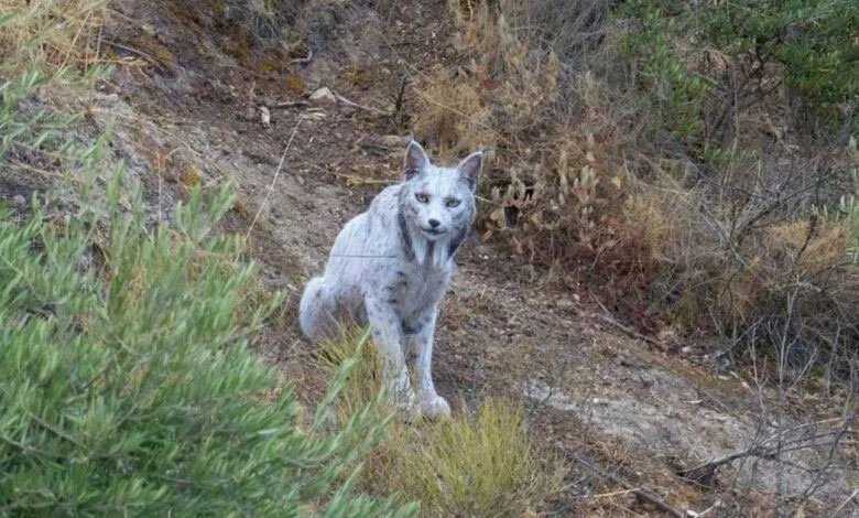 اكتشاف نادر: صور لوشق أيبيري أبيض يثير تساؤلات الباحثين في إسبانيا