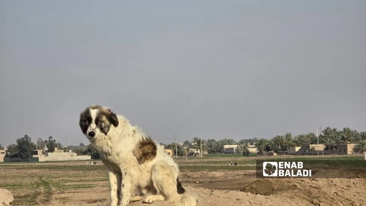 تزايد أعداد الكلاب الشاردة في دير الزور يثير قلق السكان ويهدد صحتهم