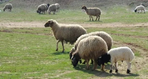 الثروة الحيوانية السورية في خطر: فجوة الأعلاف تهدد القطاع ومخلفات الزراعة قد تكون الحل