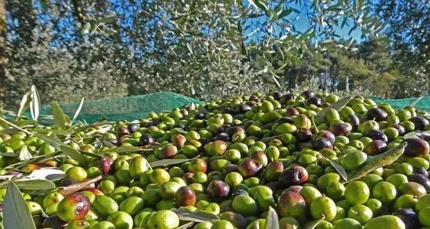 «الفاو» تولي اهتماماً خاصاً بقطاع الزيتون في سوريا وتطلق خطة طوارئ لدعم المزارعين