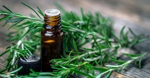 دراسة تكشف: إكليل الجبل يعزز التئام الجروح دون ندوب بفضل مركب طبيعي