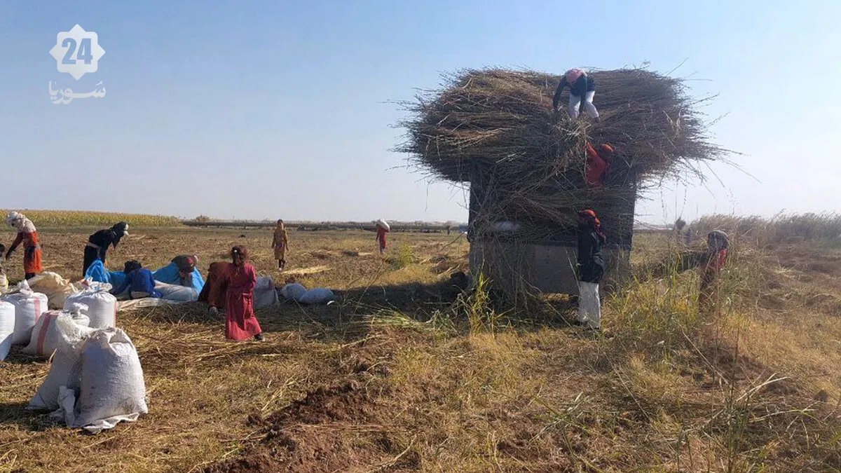 في الرقة: جمع مخلفات المحاصيل الزراعية حلٌّ لأزمة الوقود وتخفيف للأعباء المعيشية