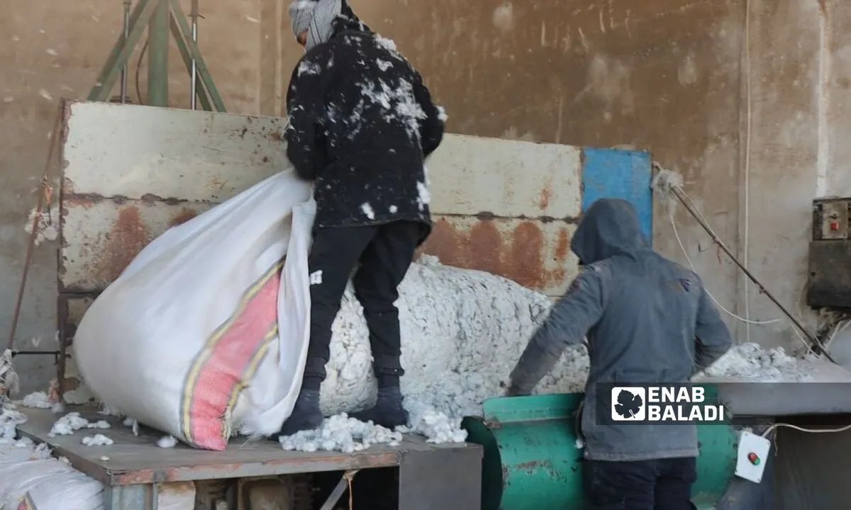 تأخر سداد مستحقات القطن يفاقم معاناة مزارعي دير الزور: هل من حل قريب؟