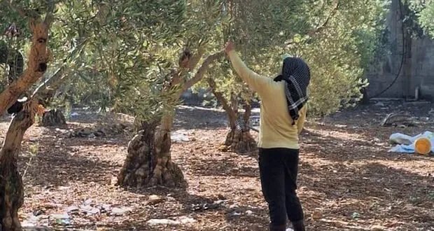 حمص: 59 ألف طن إنتاج الزيتون هذا العام رغم التحديات المناخية وارتفاع التكاليف