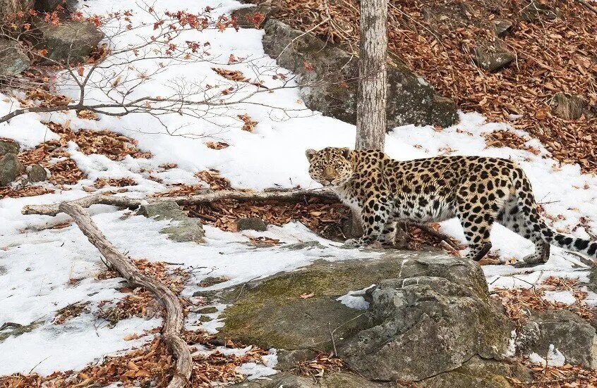 روسيا تعلن: انتعاش ملحوظ في أعداد نمور الآمور والفهود الثلجية بعد جهود مكثفة للحماية