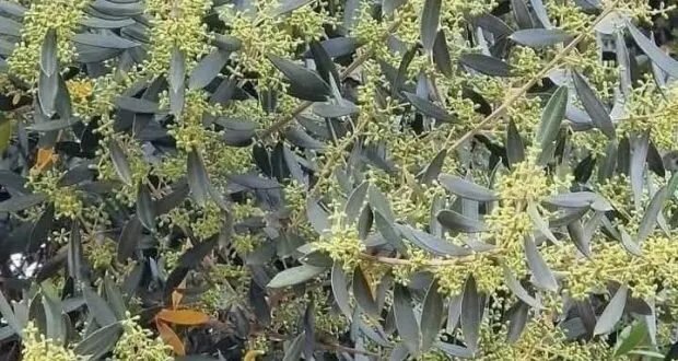 حكمة الأجداد: ماذا يقول المثل الشعبي عن موسم الزيتون؟