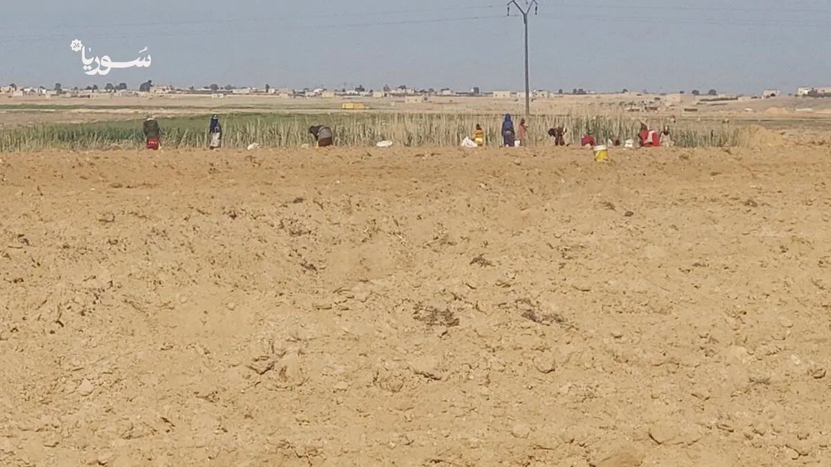 الرقة تستعيد بريق القطن: موسم واعد يواجه تحديات السوق والمخاوف القديمة