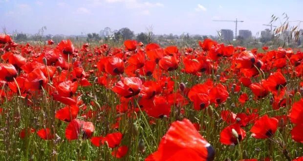 تحذير من خبير زراعي: نبات "الخشخاش" الشبيه بشقائق النعمان.. فوائد ومحاذير