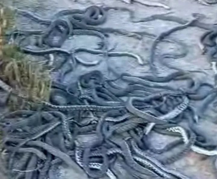 صياد من الحسكة يصطاد 200 أفعى سامة بدلاً من السمك!